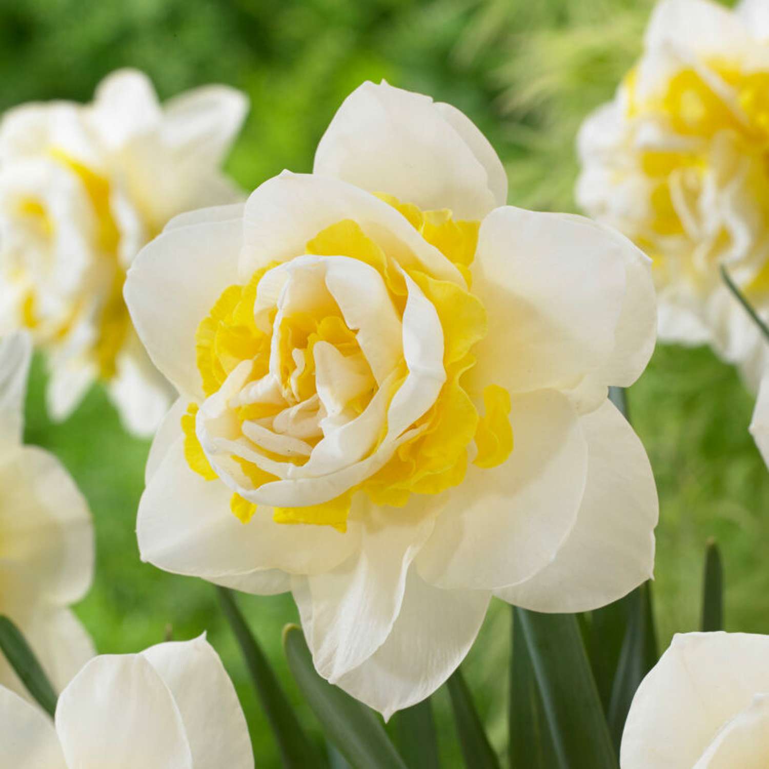 Narcissus 'Lingerie'